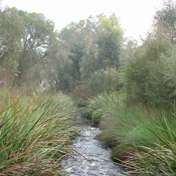 Bannister Creek in 2010, after to Living Streams restoration