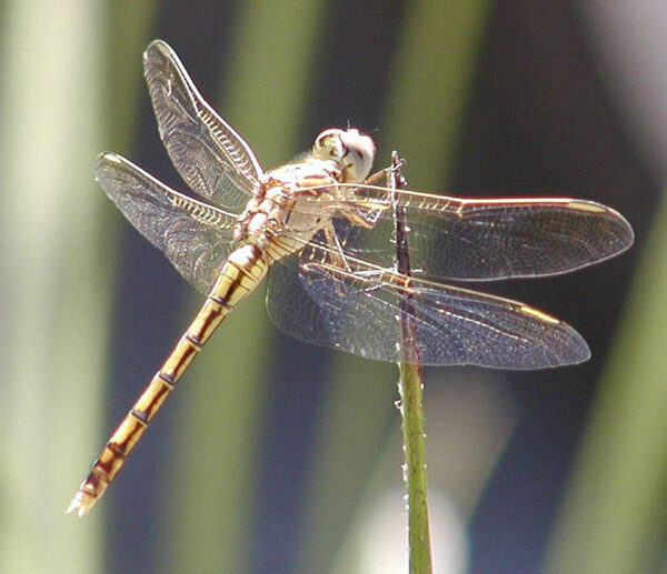 Dragonfly at Bannister Creek. Image courtesy of Fat Frog Consulting
