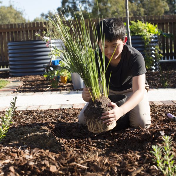 City of Cockburn awarded Gold Waterwise Council in recognition of a range of initiatives, including its Native Plant Subsidy Scheme for Schools and Community.