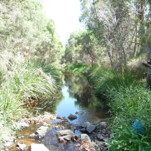Bannister Creek in 2014