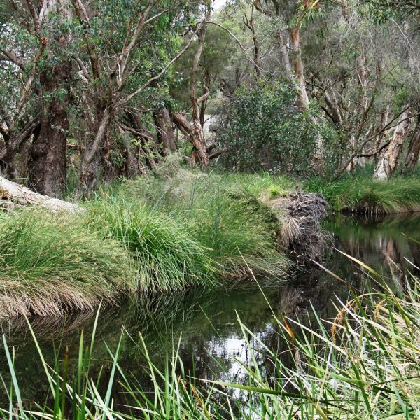 Bannister Creek after restoration. Image courtesy of WA Department of Water.